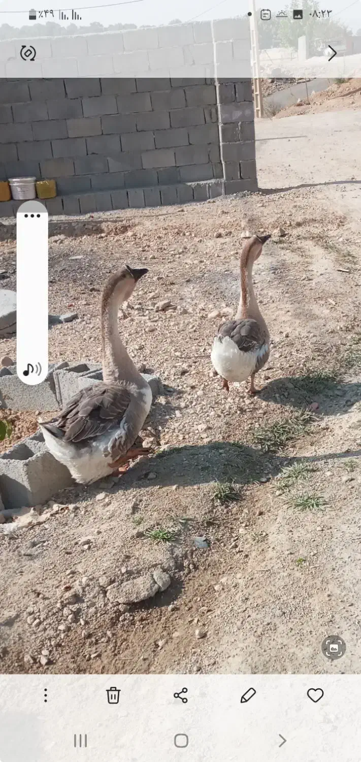 قو غاز معاوضه با بوقلمون|حیوانات مزرعه|یاسوج, |دیوار