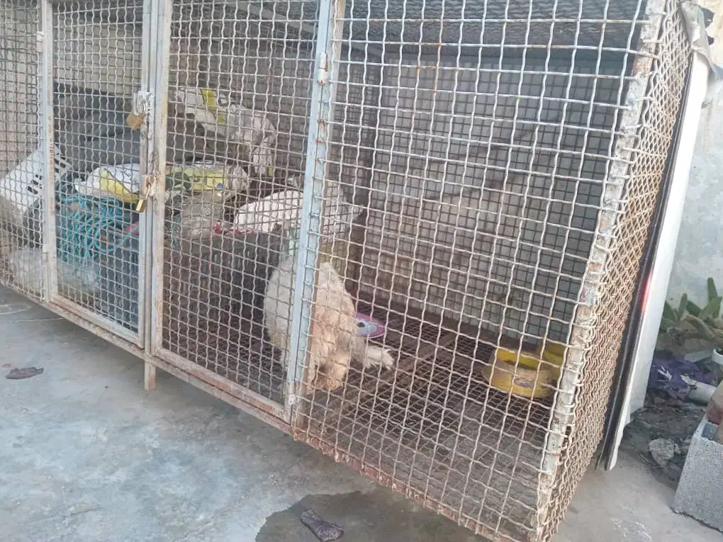 قفس فلزی حرفه ای درحدصفر|لوازم جانبی حیوانات|بابلسر, |دیوار