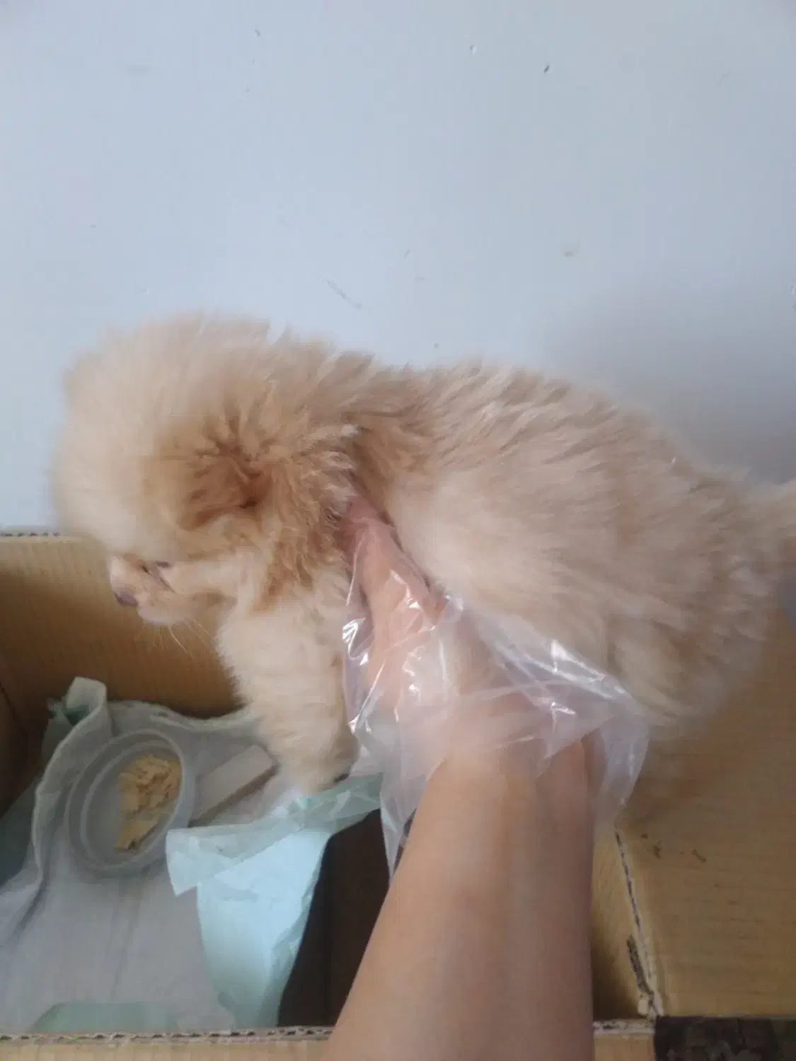 سگ پامر خرسی|سگ|اصفهان, شاهد|دیوار