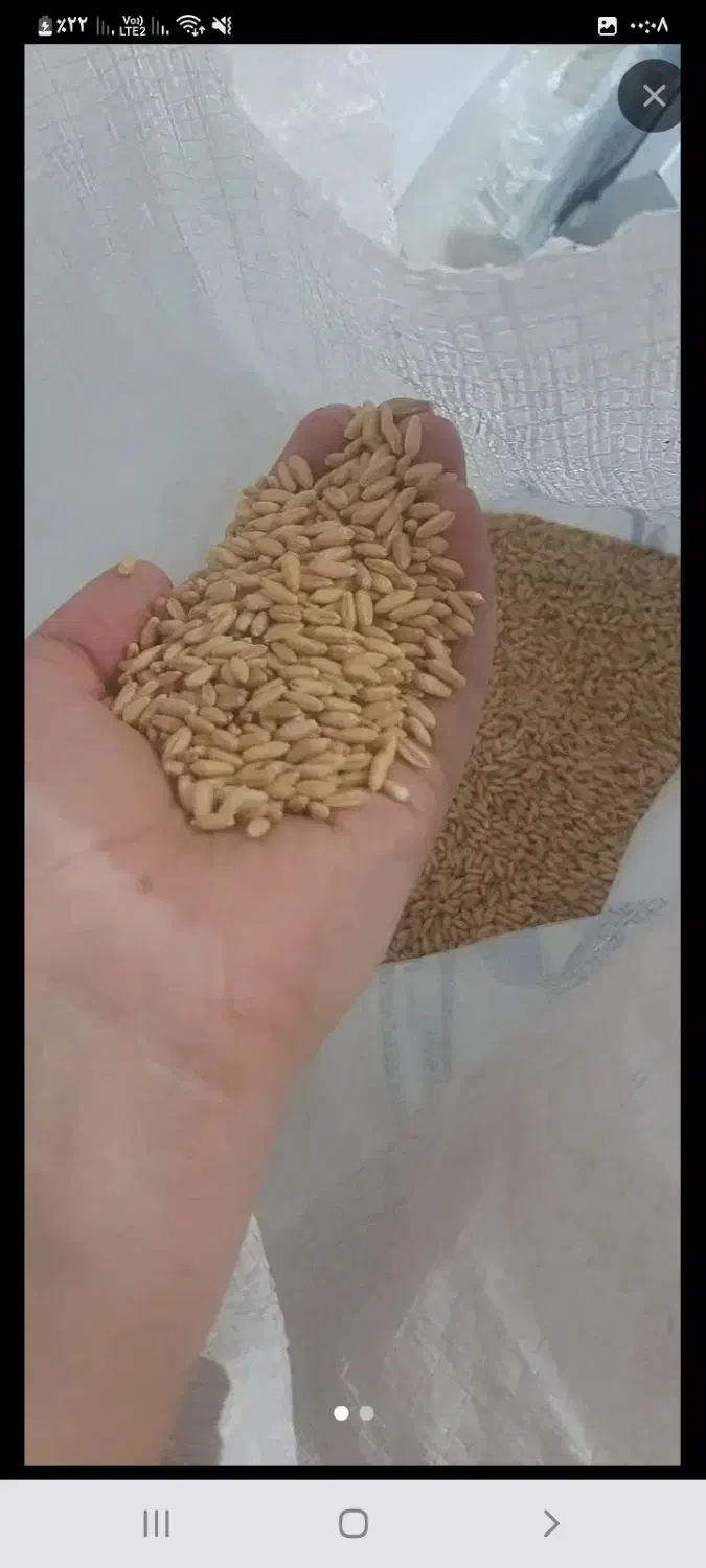 گندم بذری دیم|عمدهفروشی|فرمهین, |دیوار