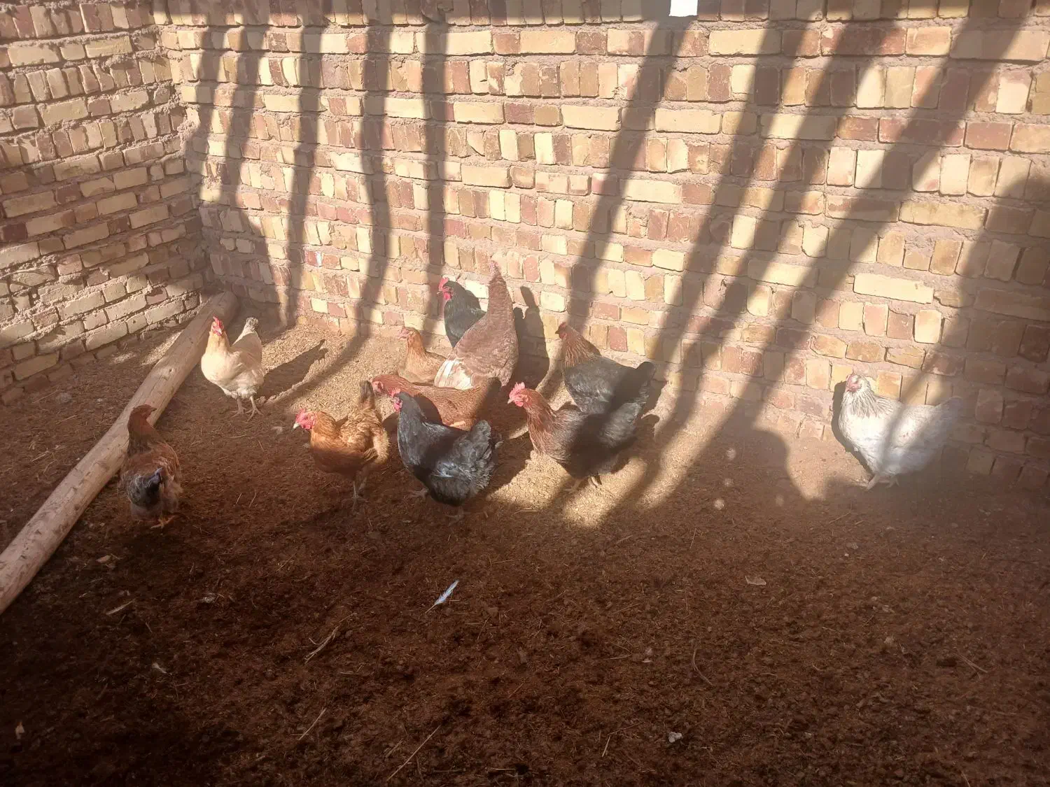 ده عدد مرغ محلی تخمگذار|حیوانات مزرعه|اسفرورین, |دیوار