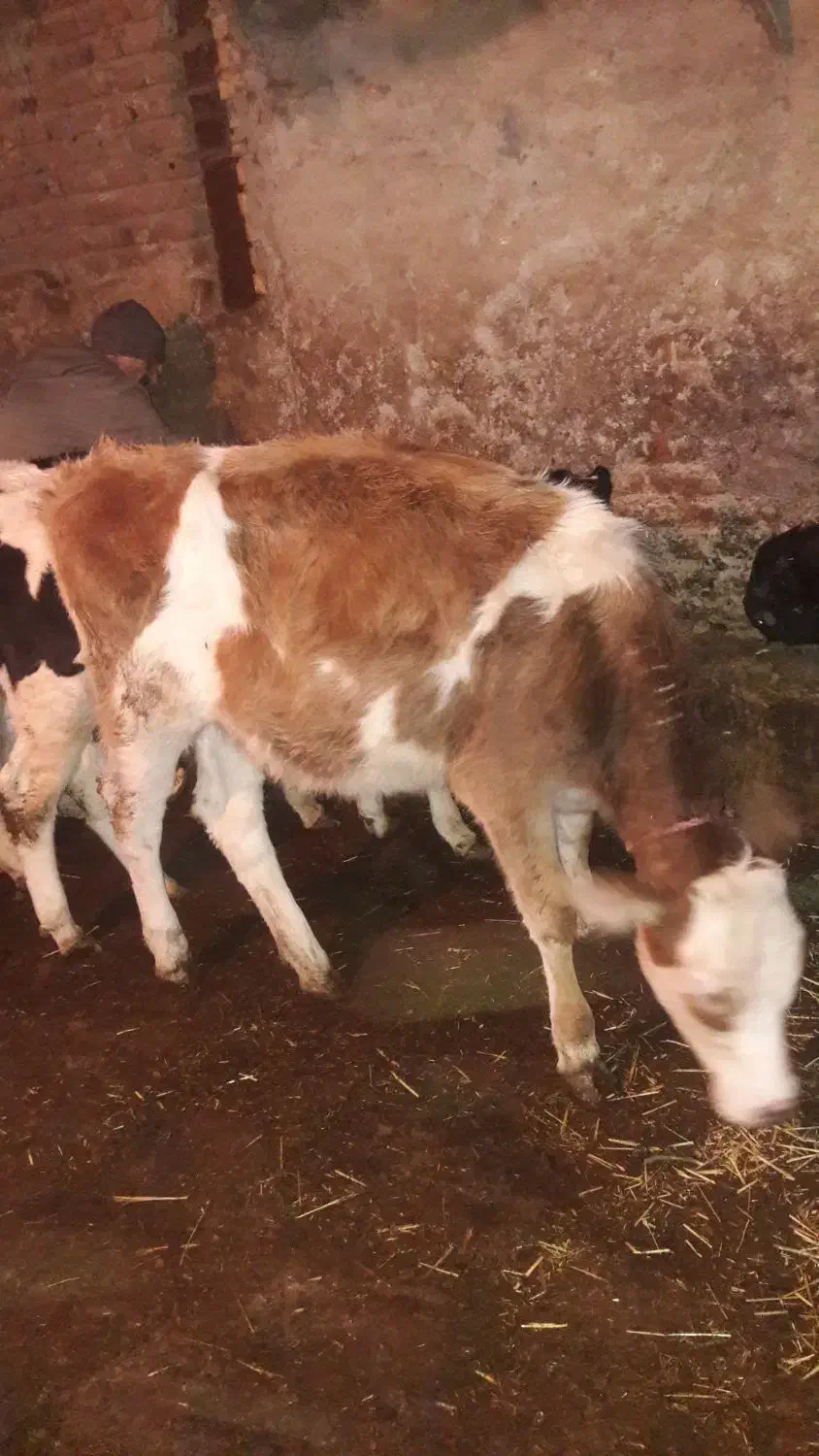 کود حیوانی گاوی|خدمات باغبانی و درختکاری|اردبیل, |دیوار