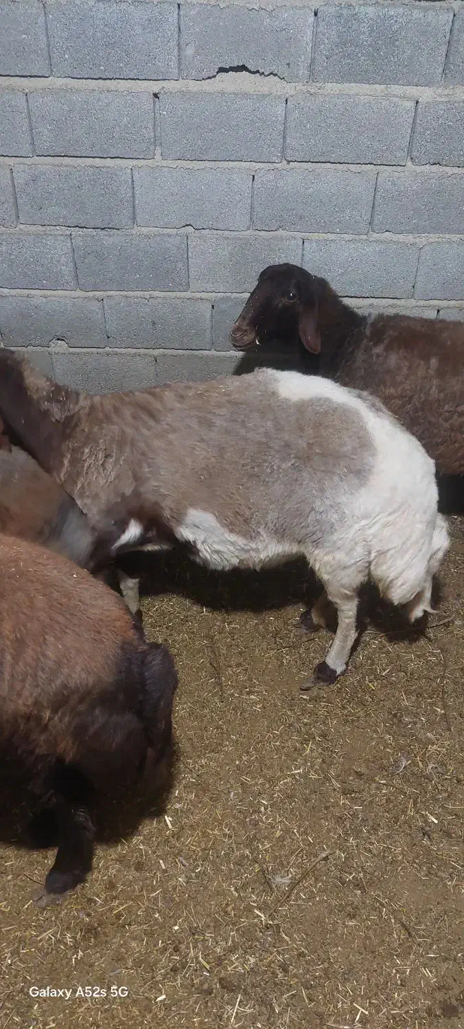 میش جوان فوق جنس|حیوانات مزرعه|جلین, |دیوار