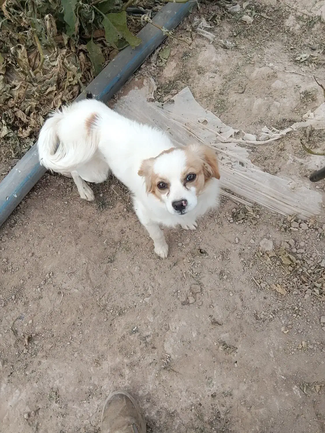 سگ پاپی تزیینی|سگ|فسا, |دیوار