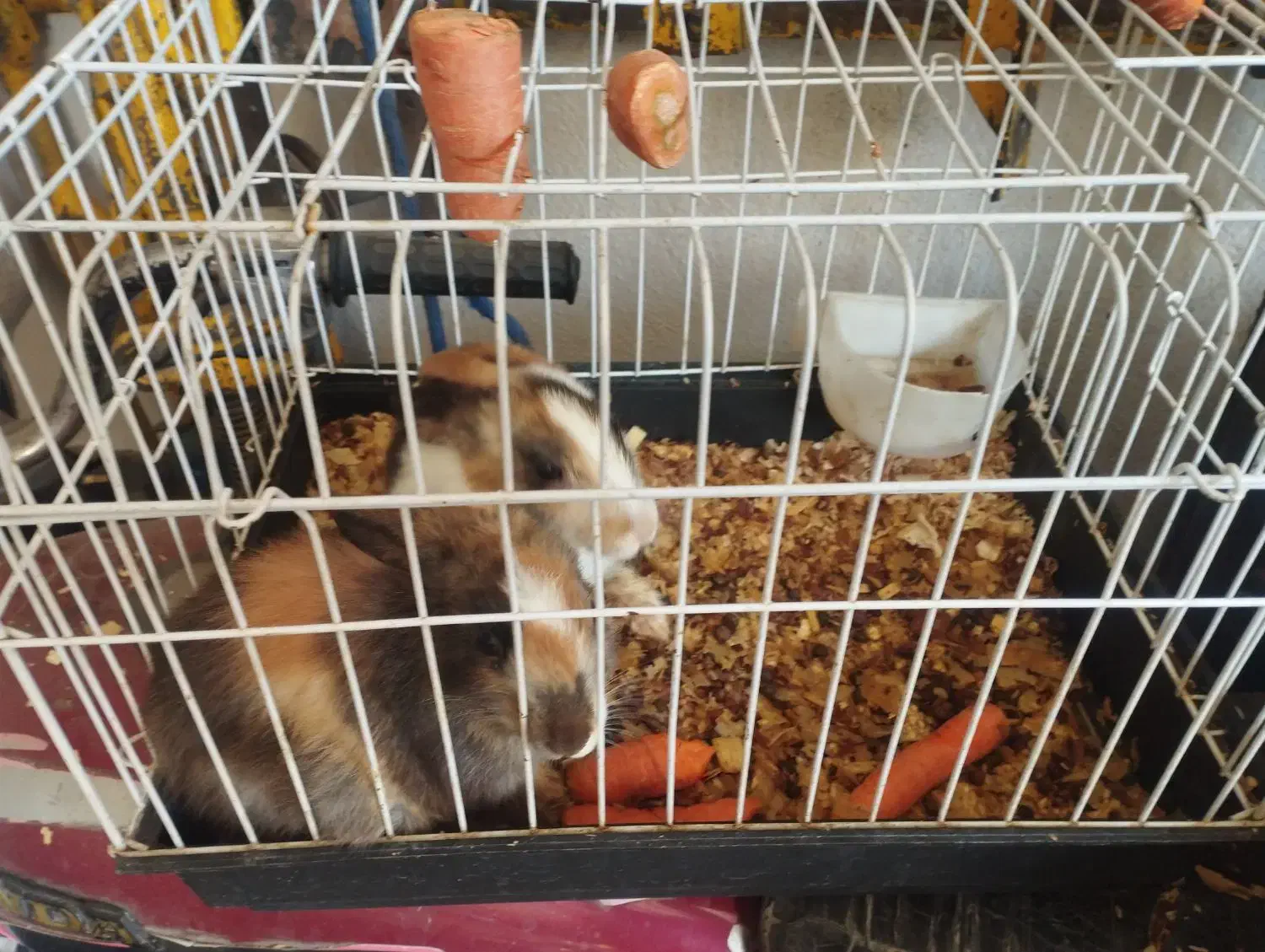 خرگوش خانگی|موش و خرگوش|ملایر, |دیوار