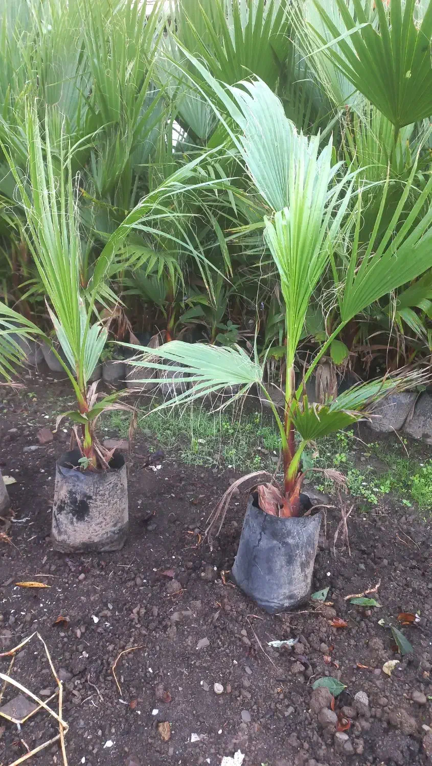 پالم|گل و گیاه طبیعی|آستارا, |دیوار