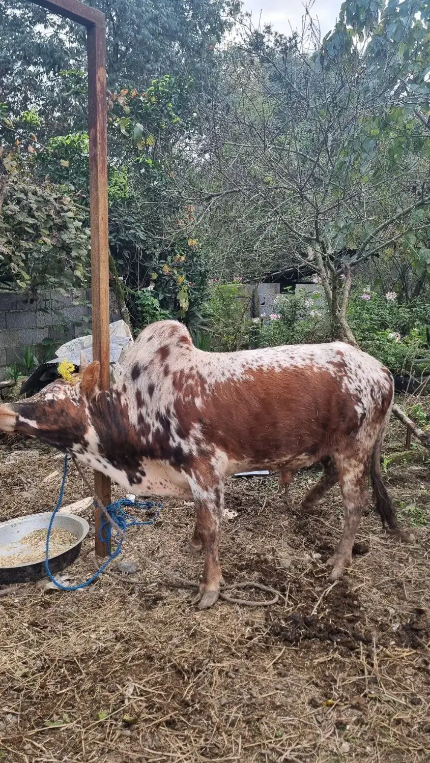 ورزا زری|حیوانات مزرعه|احمدسرگوراب, |دیوار