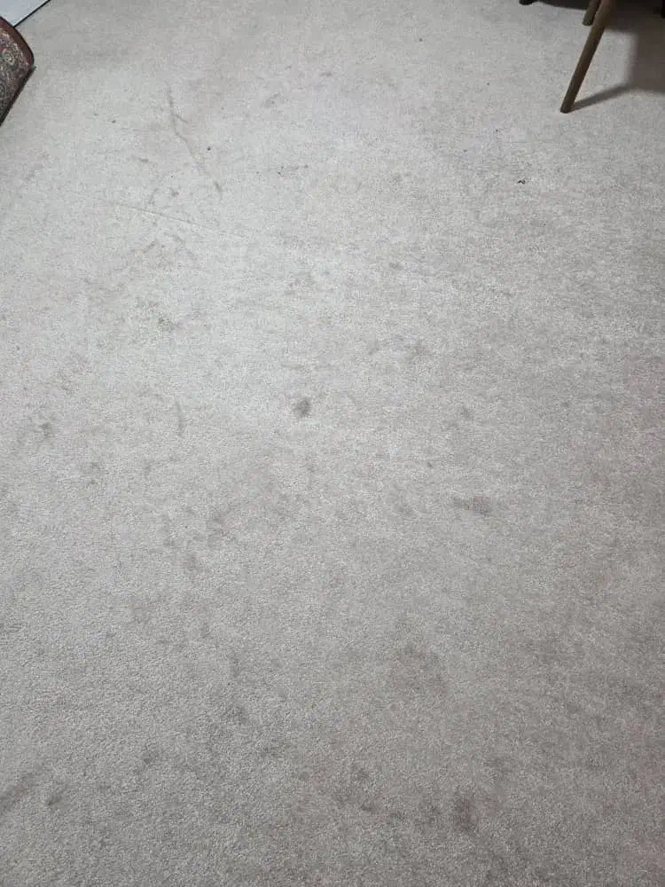 موکت پالاز حدود ۲۵متر|موکت|شیراز, درکی|دیوار