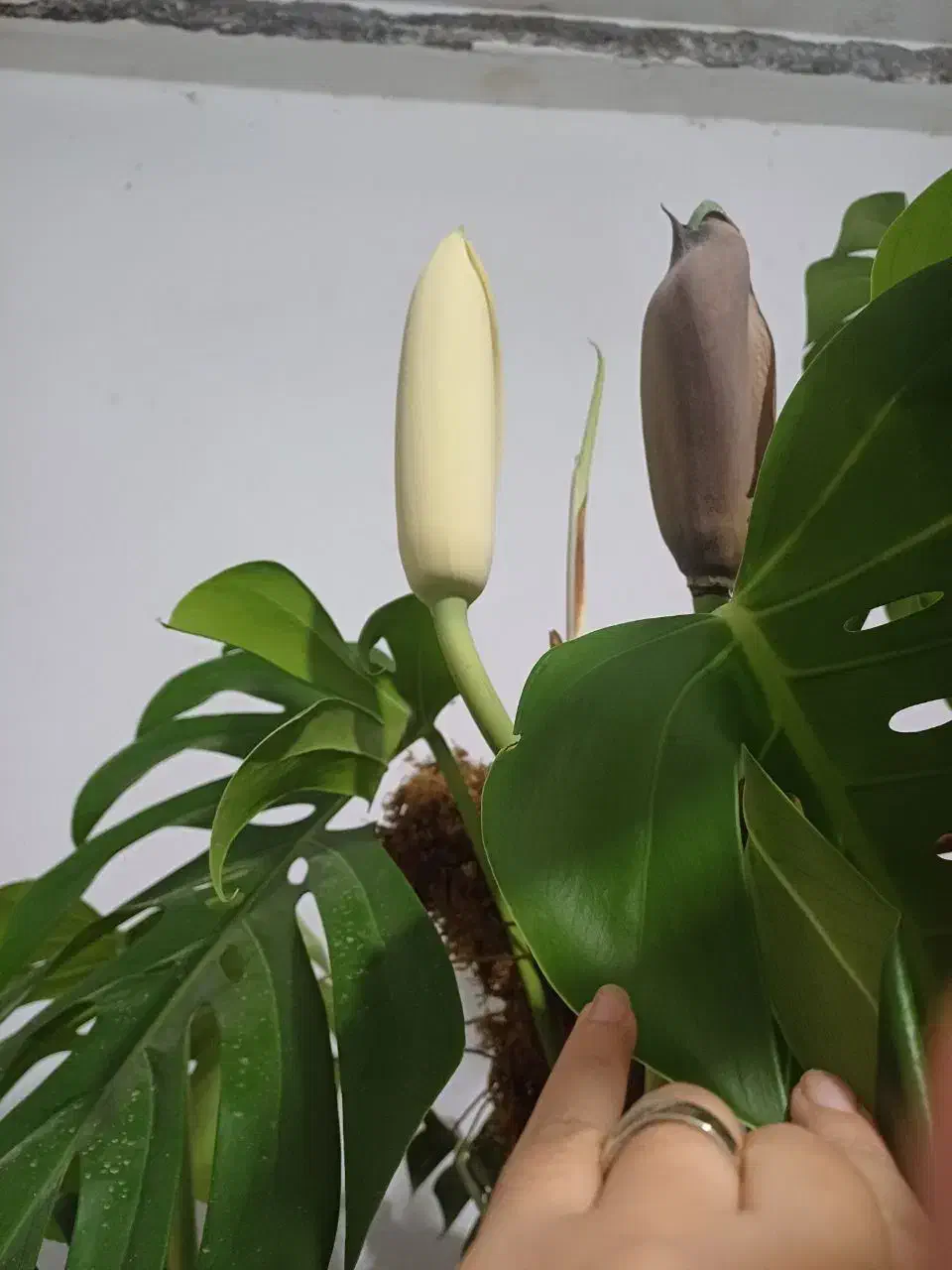 گل برگ انجیری|گل و گیاه طبیعی|فریدونکنار, |دیوار