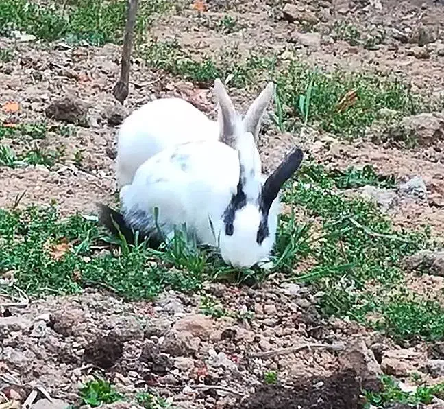 خرگوش گمشده|موش و خرگوش|پارسآباد, |دیوار