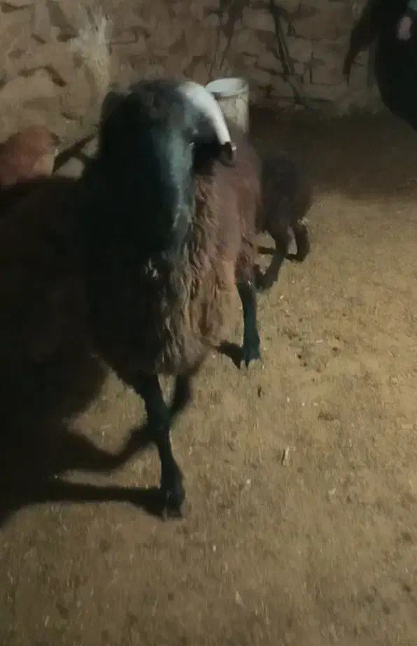 شیشک قوچ دو دندون شاخی بروون....|حیوانات مزرعه|داران, |دیوار