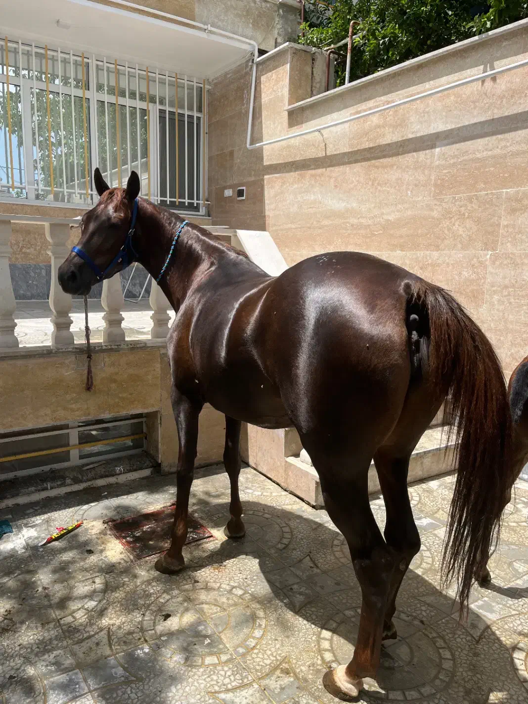 مادیان کرد درجه ۱|اسب و تجهیزات اسبسواری|شازند, |دیوار