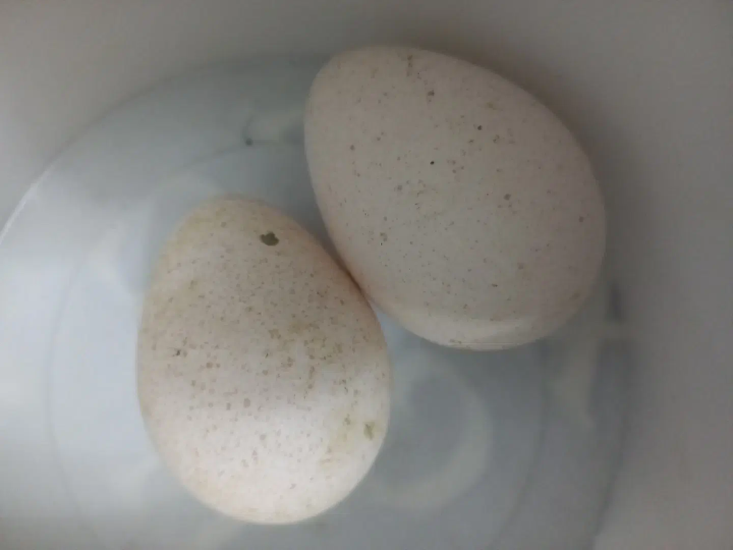 تخم بوقلمون نطفه دار|حیوانات مزرعه|مشهد, مهدی آباد|دیوار