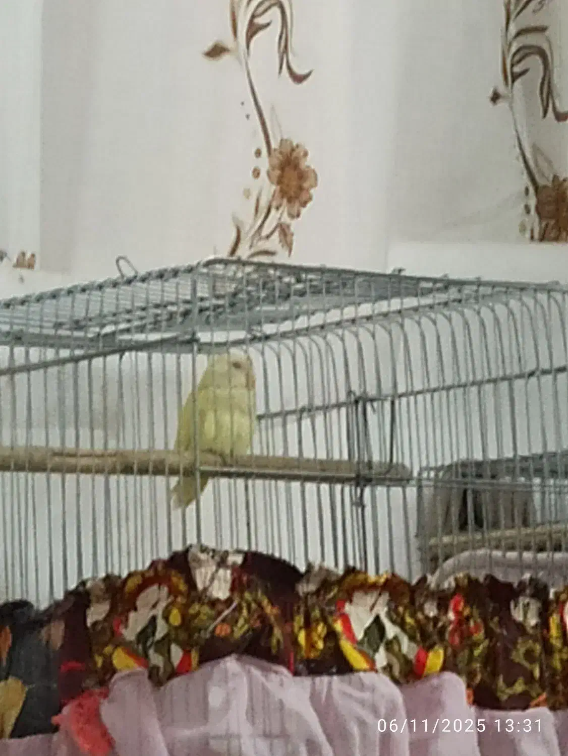 طوطی برزیلی|پرنده|رباطکریم, رباطکریم|دیوار