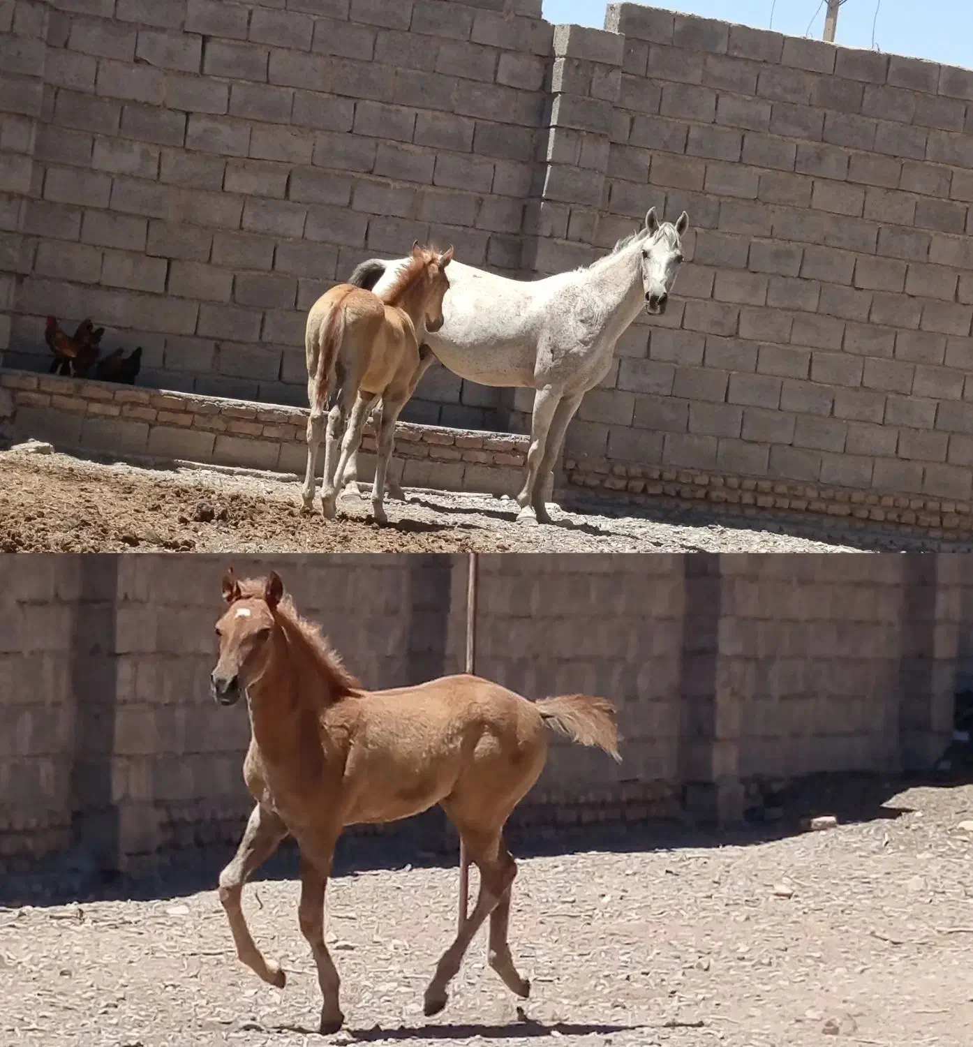 کره نریان پنج نشان ۷ماه  یورقع نیستن|اسب و تجهیزات اسب‌سواری|مه ولات, |دیوار