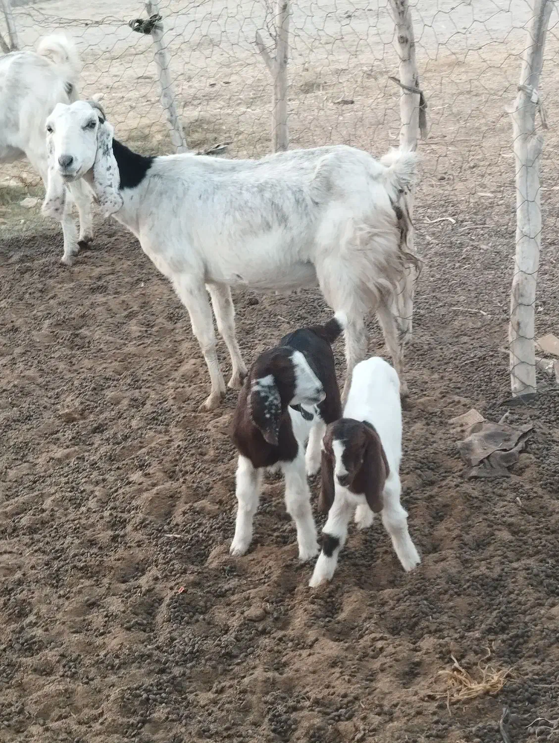 بز مری|حیوانات مزرعه|ایرانشهر, |دیوار