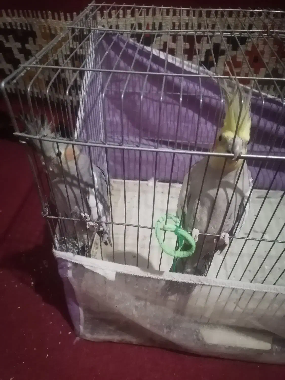 عروس هلندی|پرنده|فیروزآباد (فارس), |دیوار