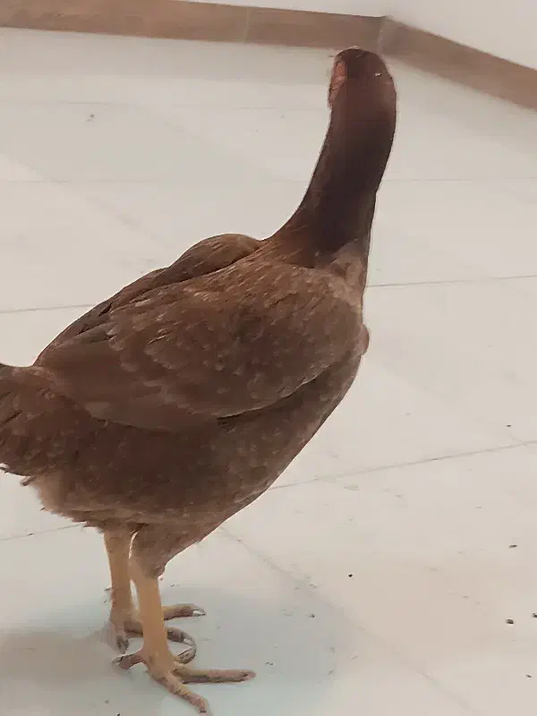 مرغ لاری|پرنده|کیاشهر, |دیوار