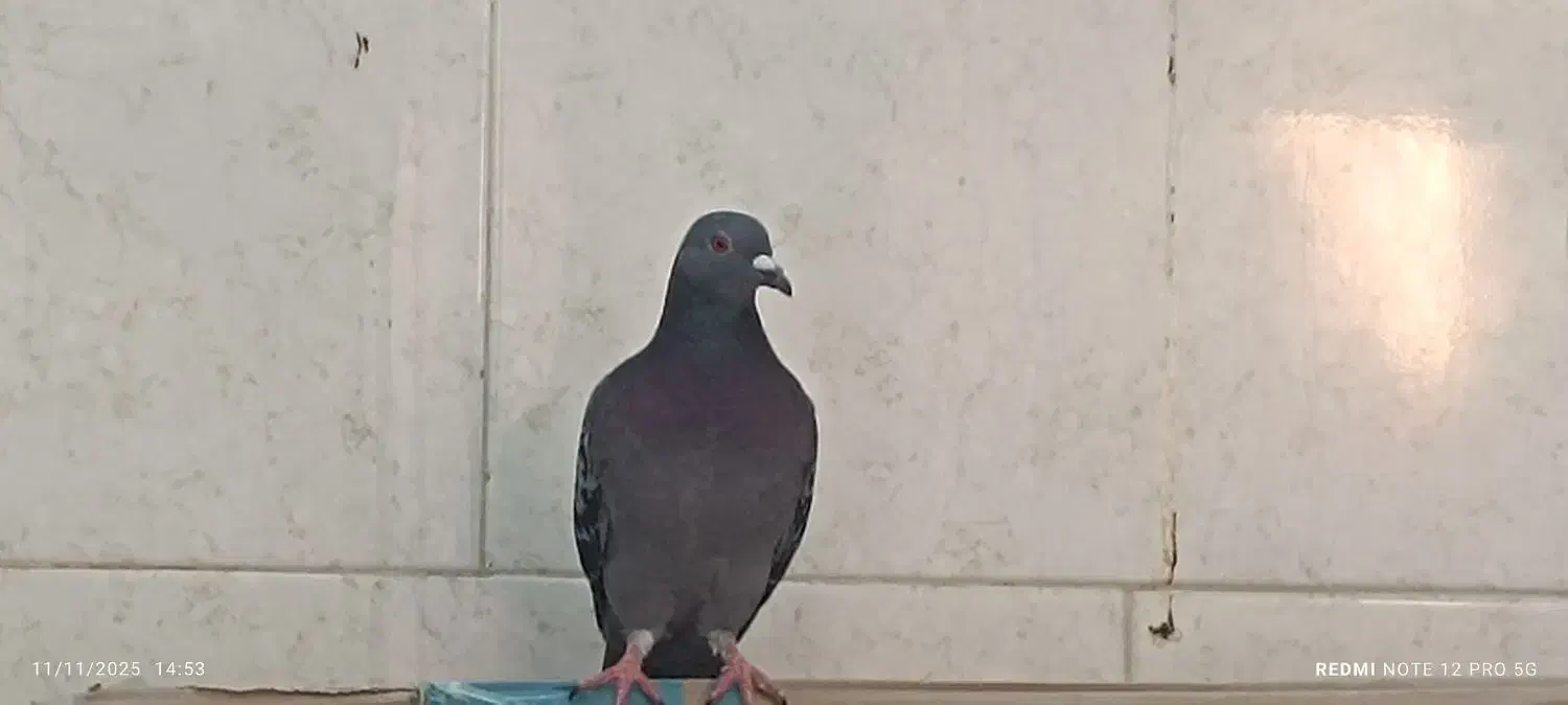 پلاکی|پرنده|میناب, |دیوار