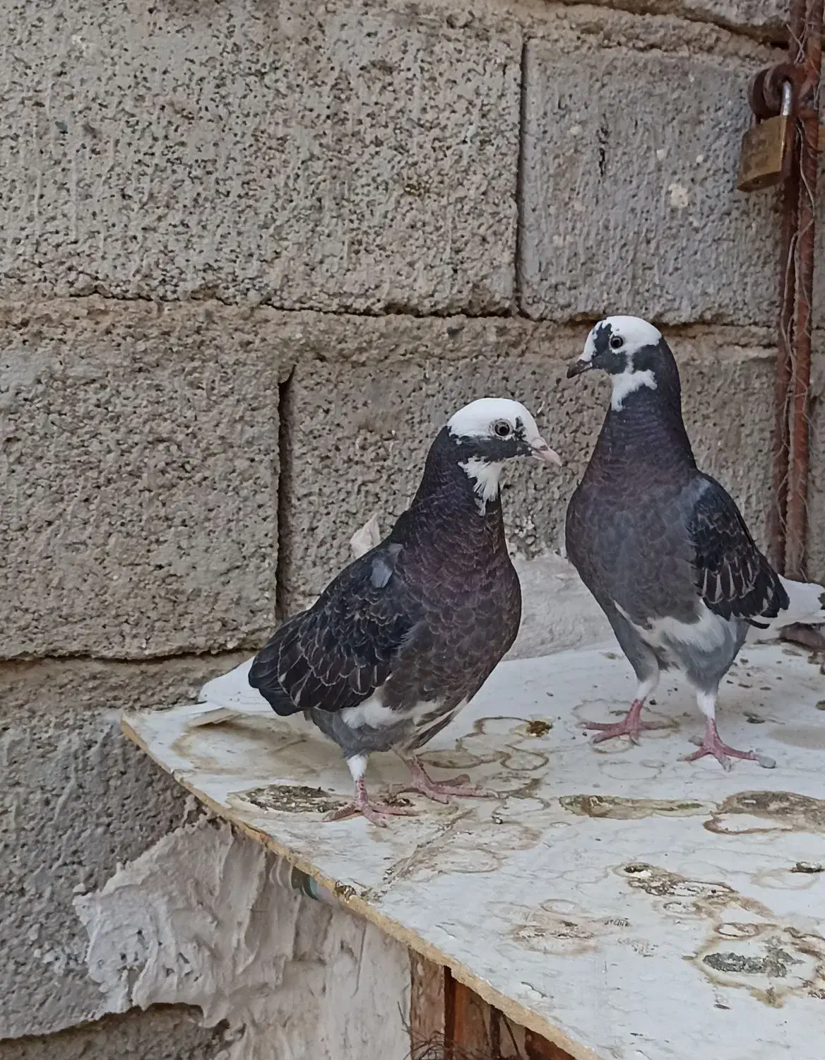 کفتر شازده سیاه جوجه باخت رفته ( یک کت رنگ صورتی )|پرنده|ماهدشت, |دیوار