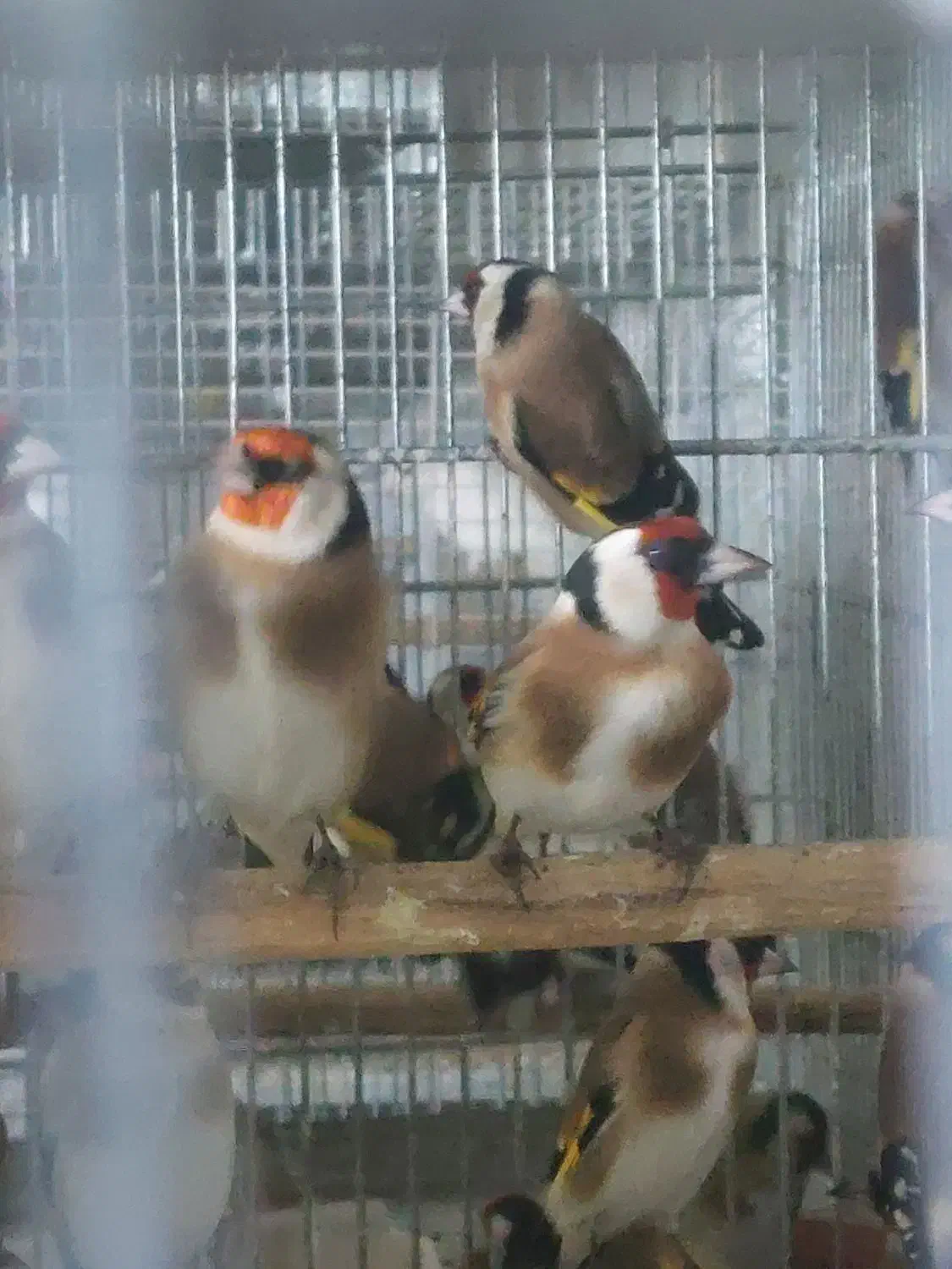 سهره سهره|پرنده|تبریز, |دیوار