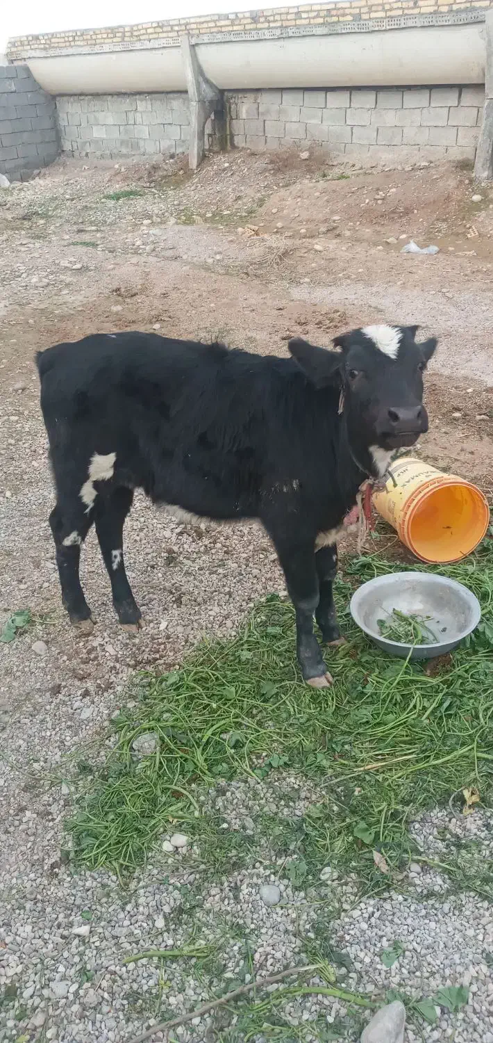 Abass|حیوانات مزرعه|دزفول, |دیوار