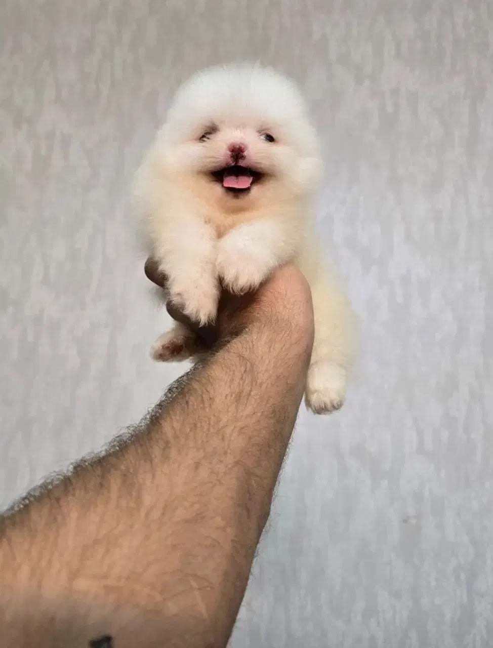 توله پامر و پودل|سگ|شیراز, اصلاحنژاد|دیوار