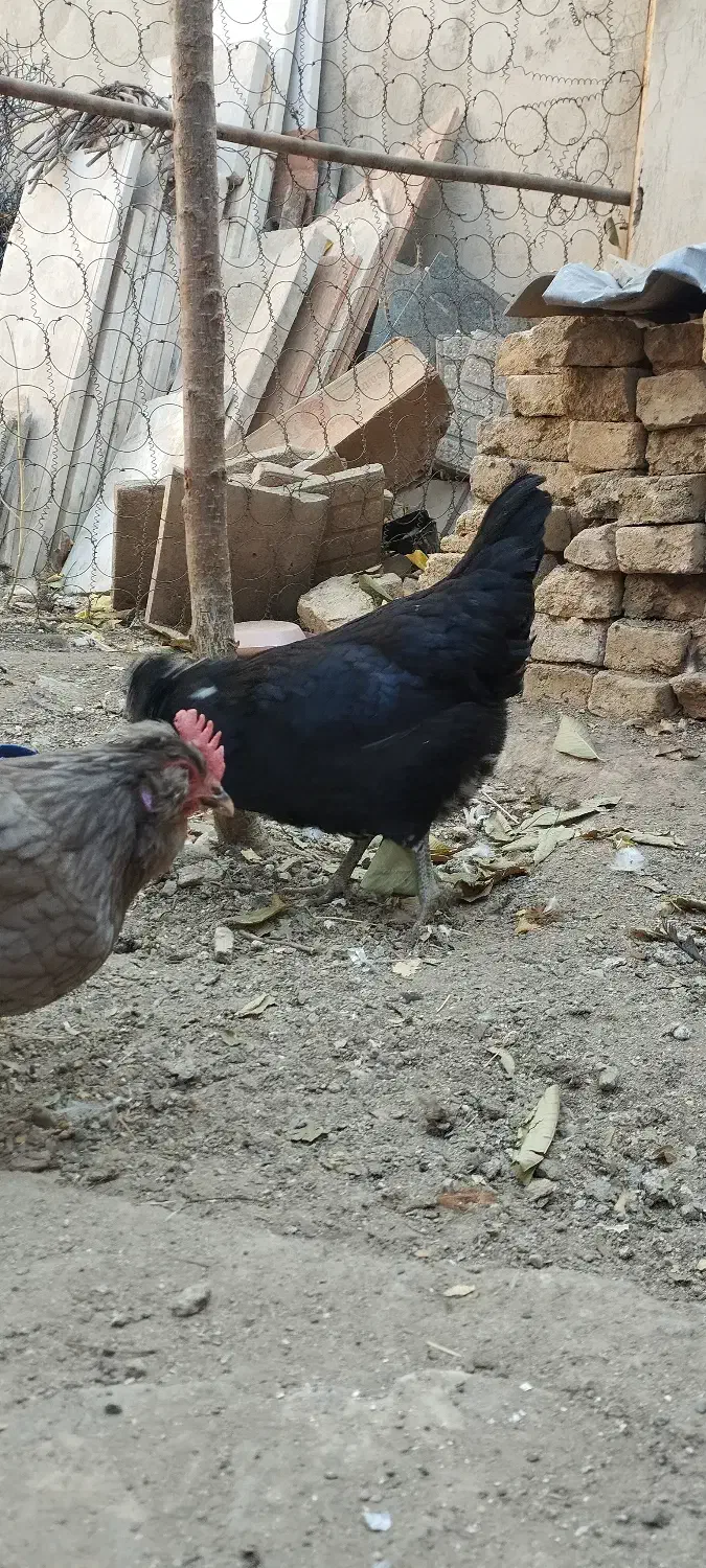 تخم مرغ نطفه دار گلین|حیوانات مزرعه|تویسرکان, |دیوار