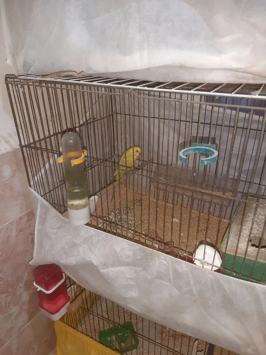 فنچ مرغ عشق عروس هلندی|پرنده|بندرعباس, |دیوار