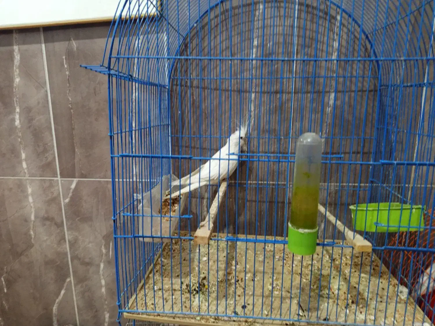 سلام یک عدد مرغ عشق بادوعروس هلندی|پرنده|اشنویه, |دیوار