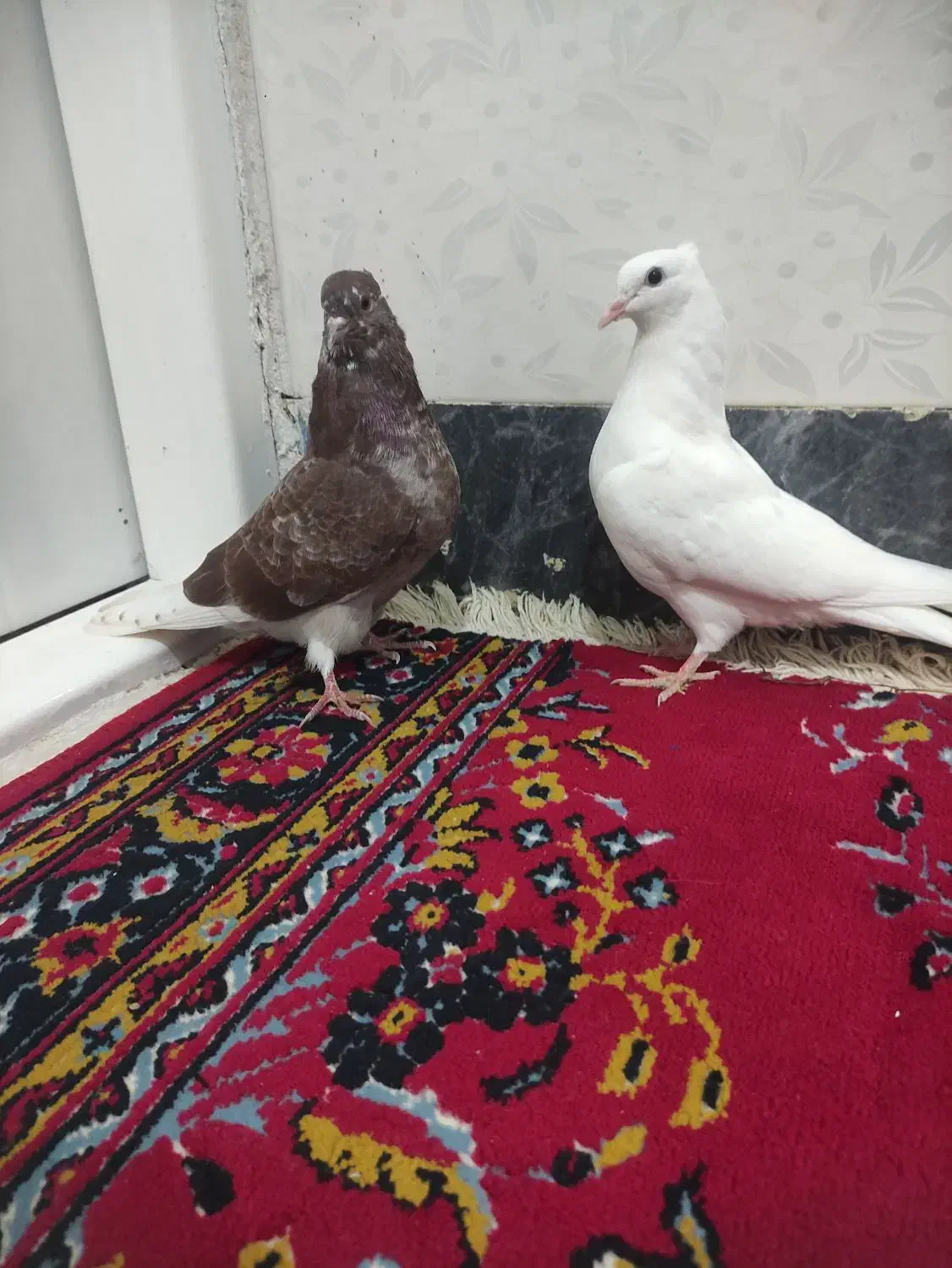 کفتر پرشی|پرنده|گوآور, |دیوار