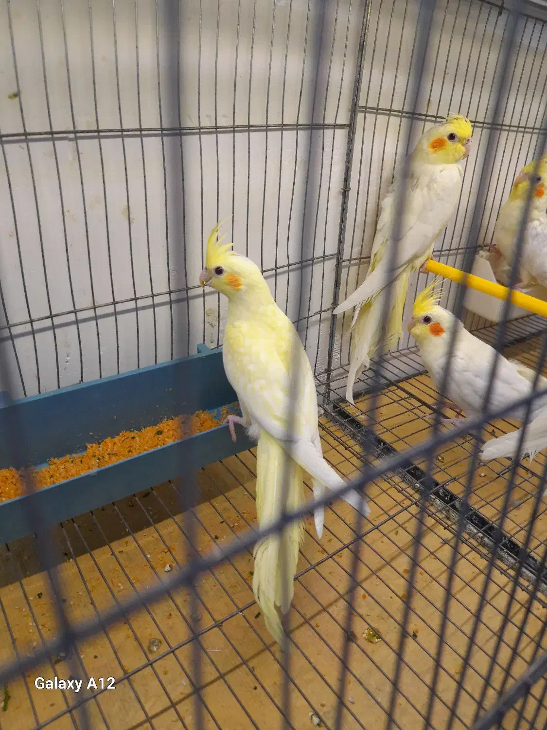 عروس هلندی لوتینو زعفرانی|پرنده|تبریز, |دیوار