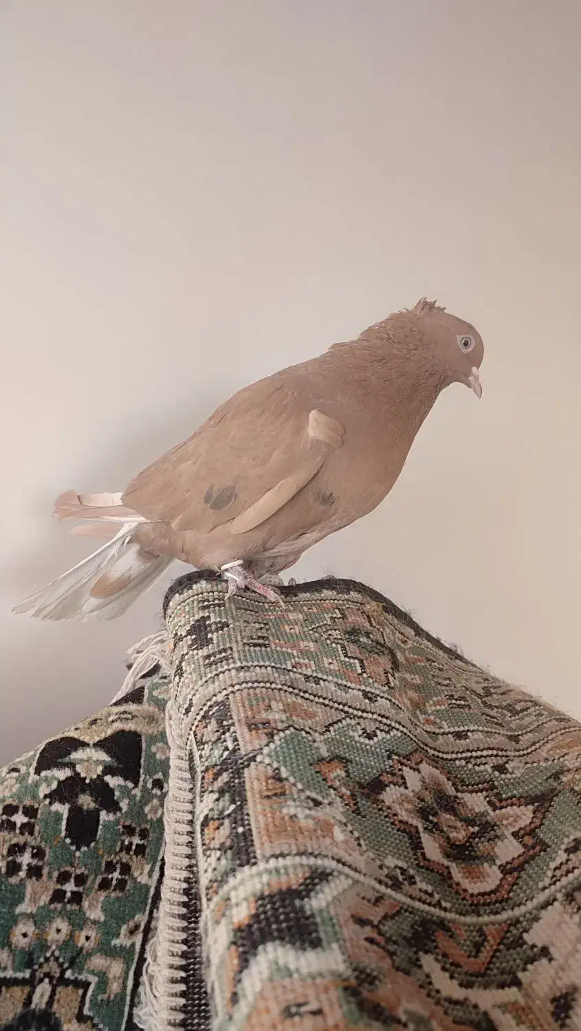 دم سفید|پرنده|اسفراین, |دیوار