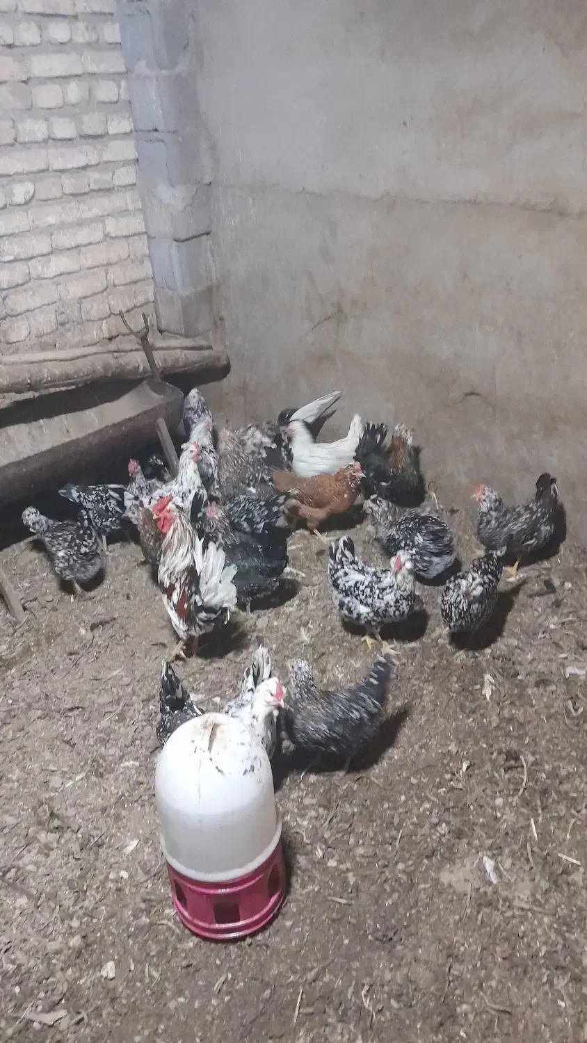 تخم مرغ گلین|حیوانات مزرعه|اصفهان, آبشار|دیوار