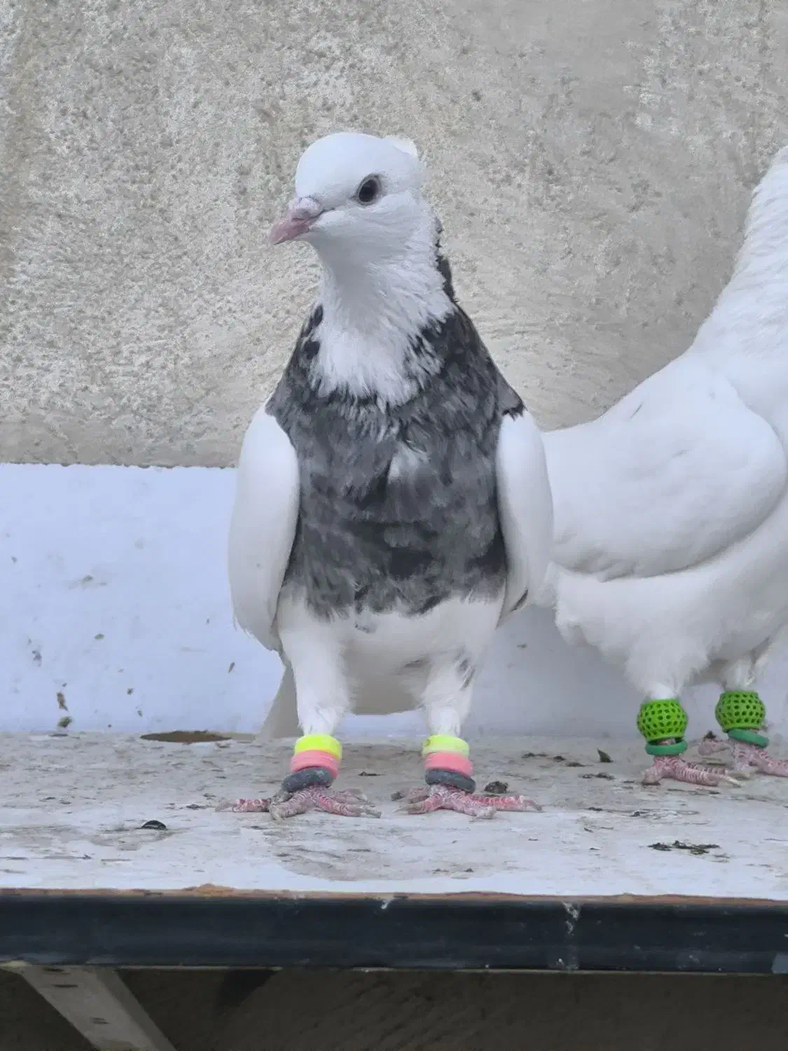 جفت طوقی ماده|پرنده|تاکستان, |دیوار