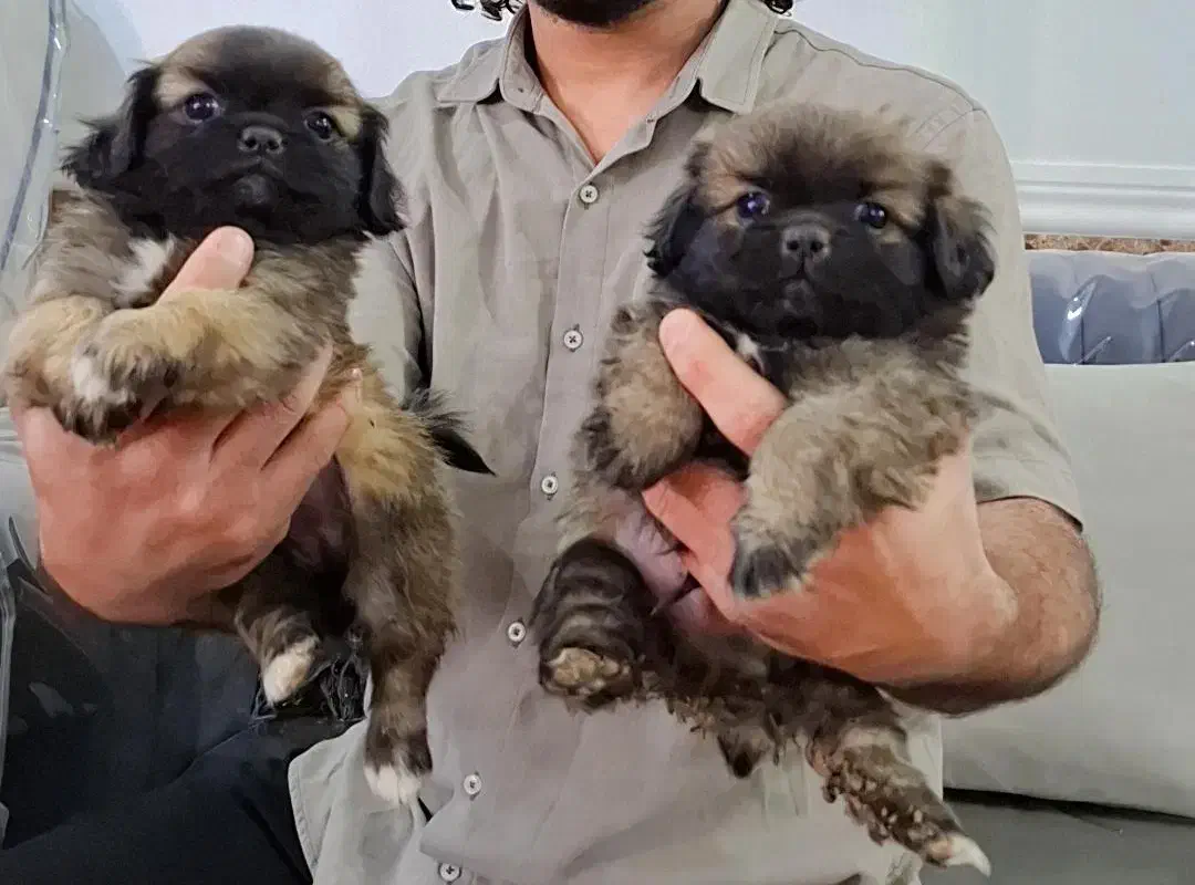 توله سگ|سگ|مسجد سلیمان, |دیوار