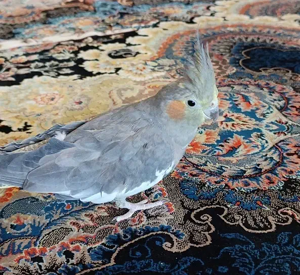 عروس هلندی ماده|پرنده|شازند, |دیوار