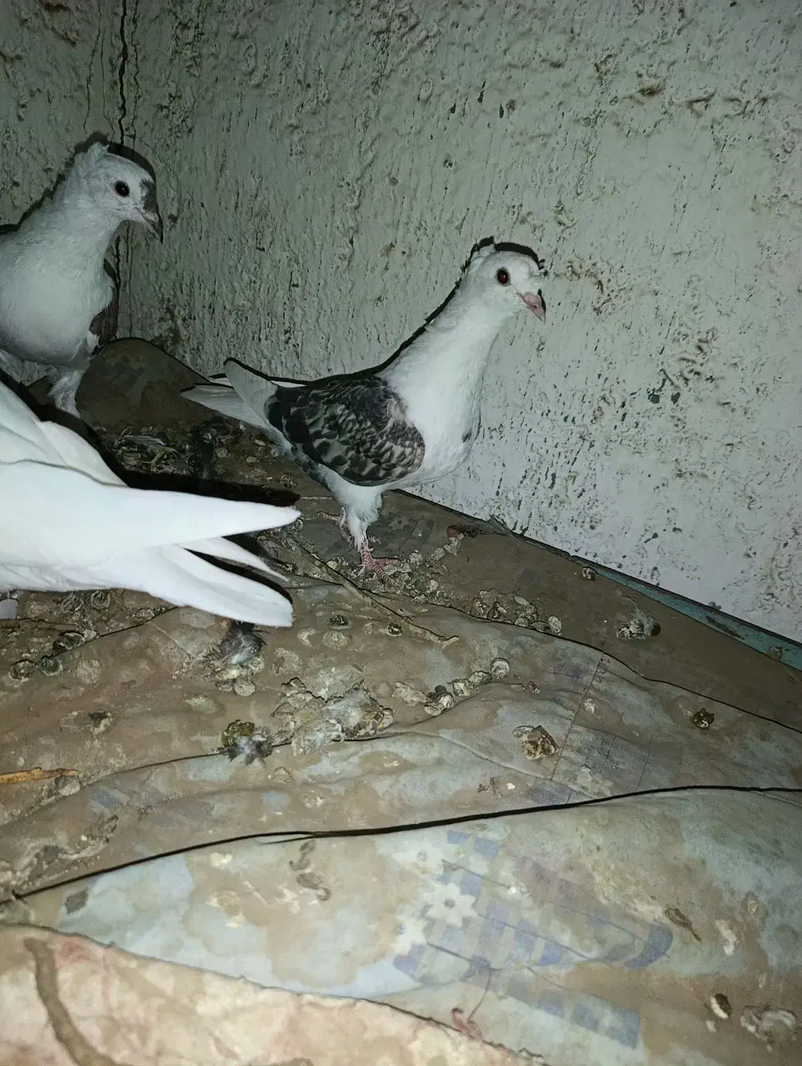 کبوتر پشتی کاکل شاخی دمسفید|پرنده|بردسکن, |دیوار