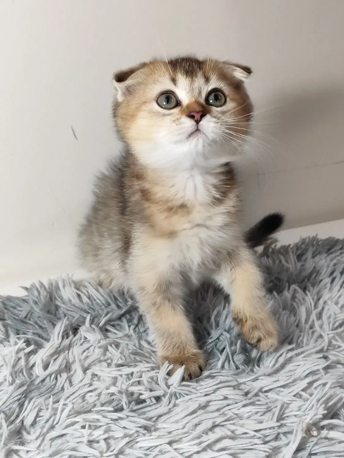 بچه گربه بریتیش اسکاتیش اصیل|گربه|تهران, دبستان|دیوار
