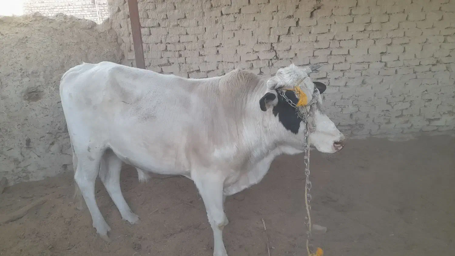 گاو نر (نوچ )و گستر (گوساله ماده)بفروش میرسد|حیوانات مزرعه|کرباسک, |دیوار