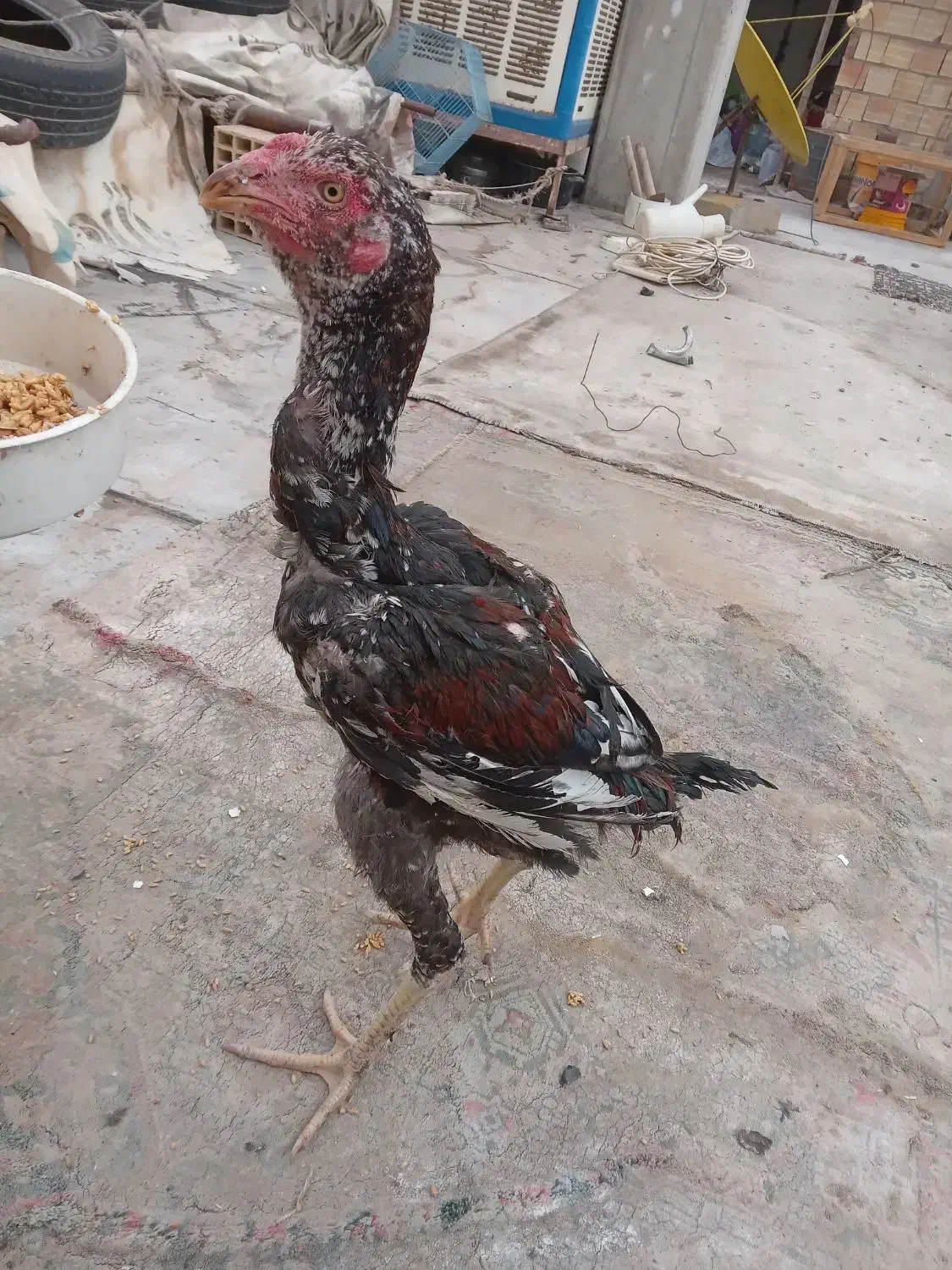 لاری ۲عدد|حیوانات مزرعه|میانه, |دیوار