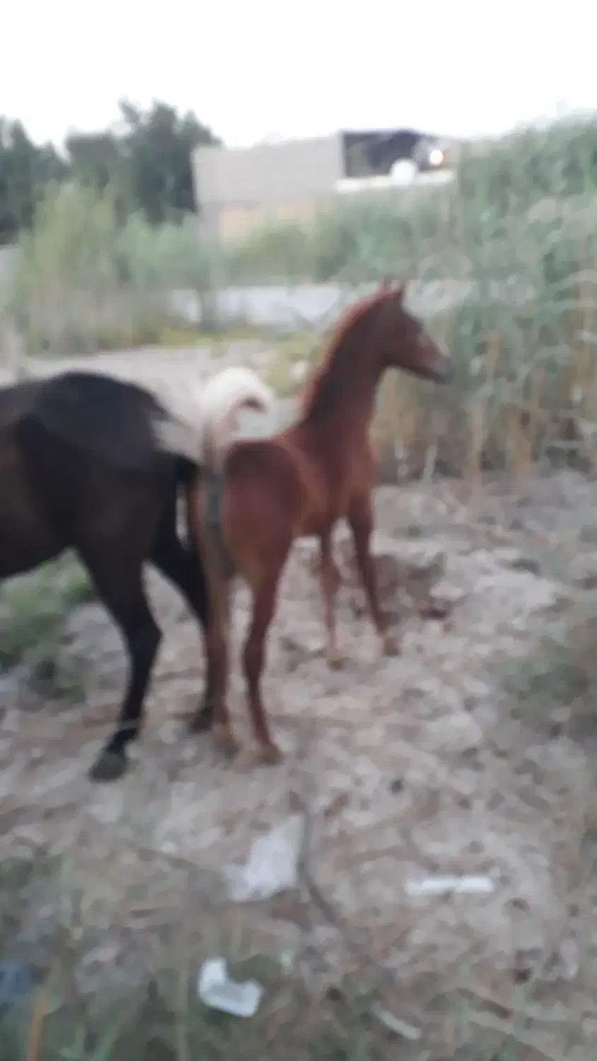 اسب مادیون عرب|اسب و تجهیزات اسبسواری|امیدیه, |دیوار