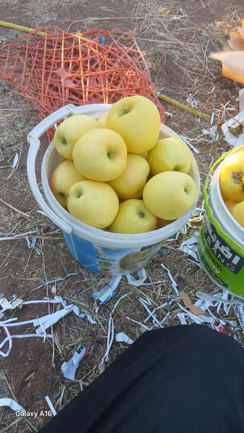 سرخ سیب|خوردنی و آشامیدنی|امام, |دیوار