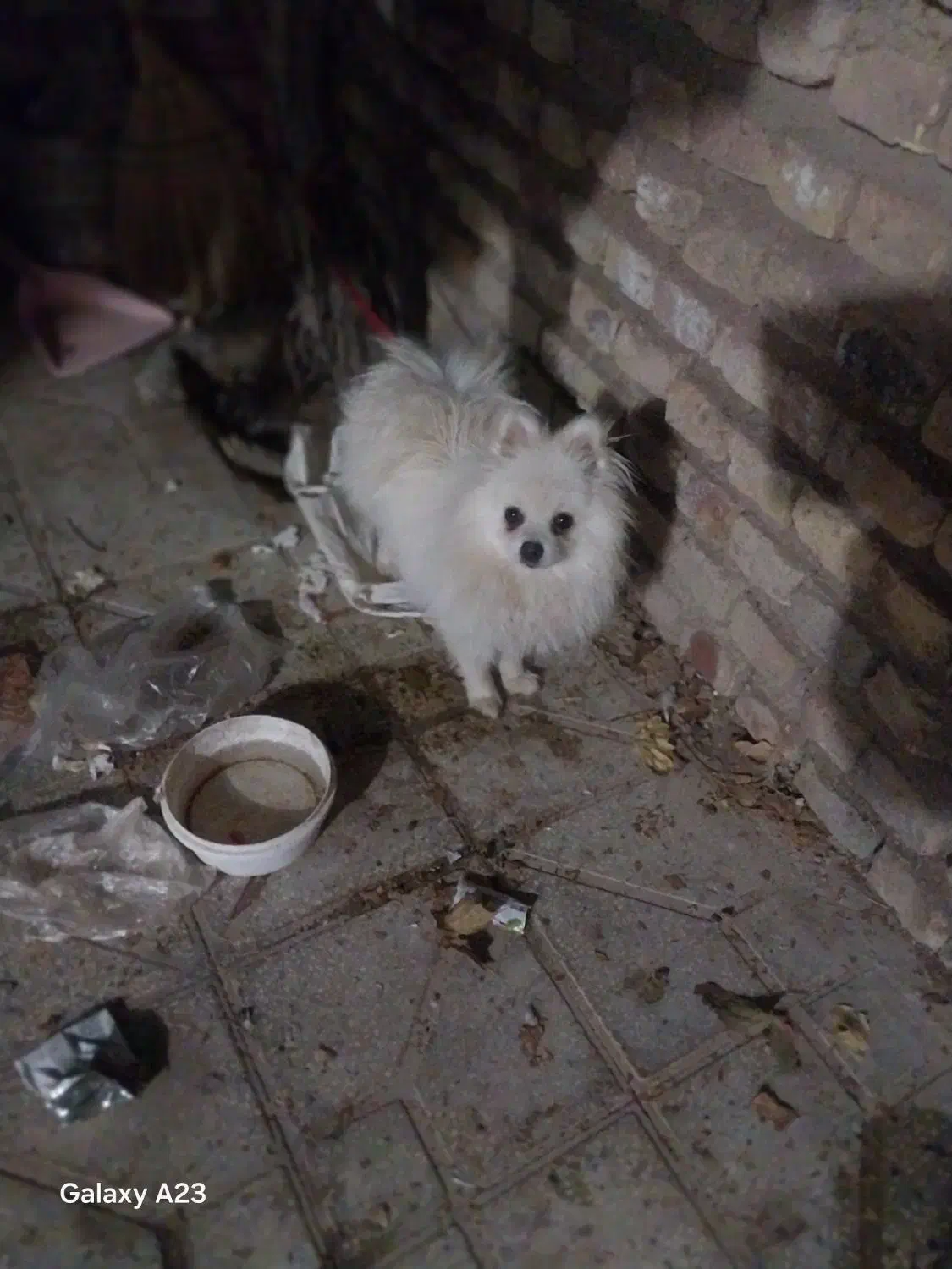 فروشی|سگ|مشهد مرغاب, |دیوار