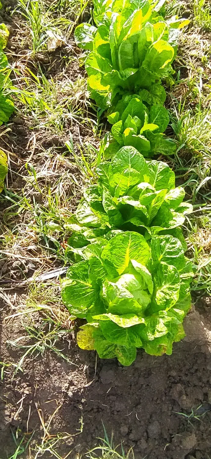 فروش کاهو|خوردنی و آشامیدنی|خان ببین, |دیوار