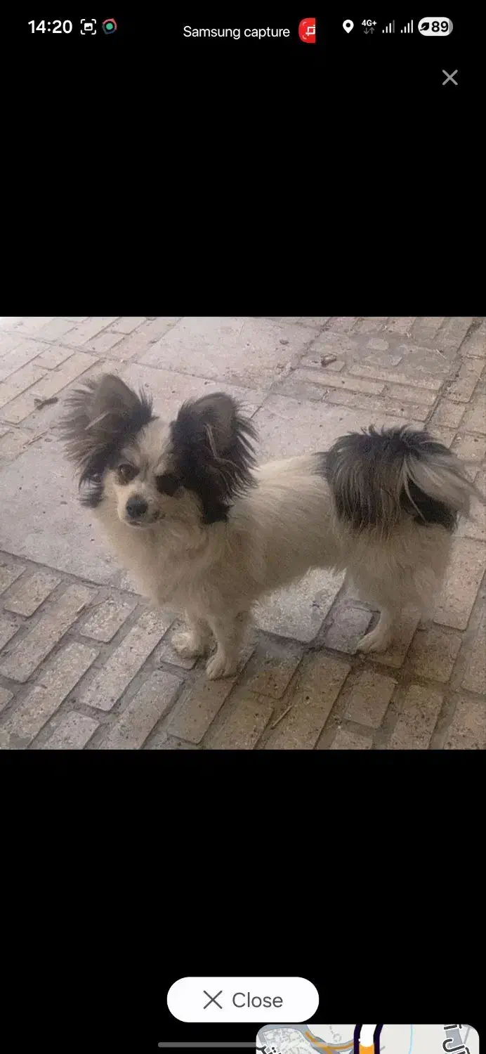 سگ پاپیون|سگ|کرمانشاه, |دیوار