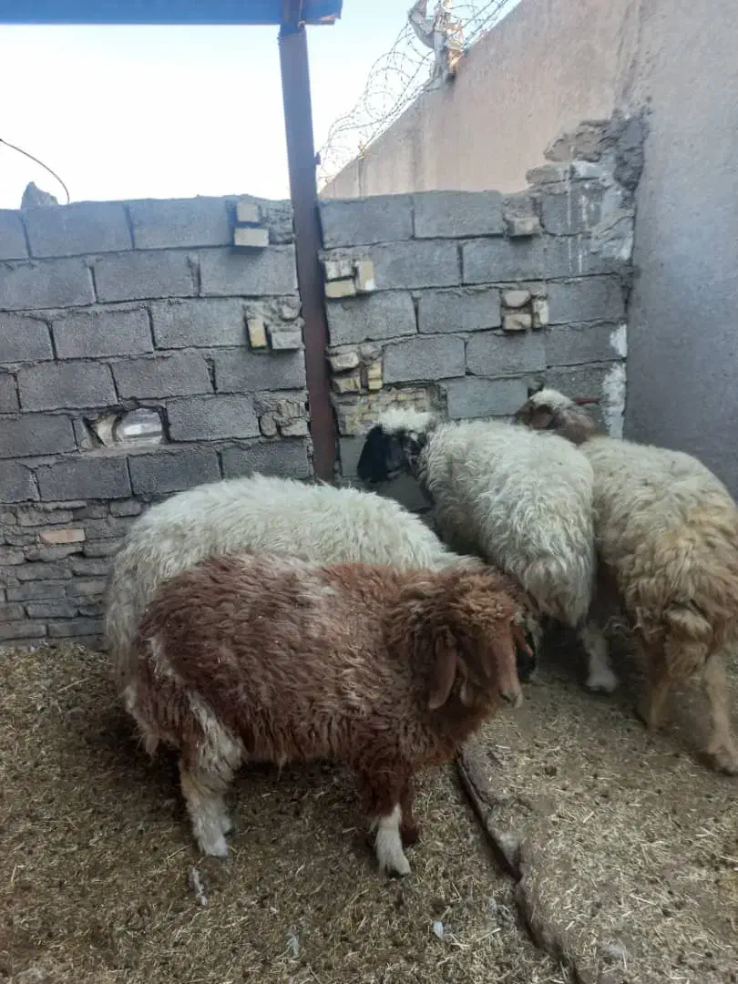 ۴ عدد گوسفند|حیوانات مزرعه|اهواز, علی آباد|دیوار