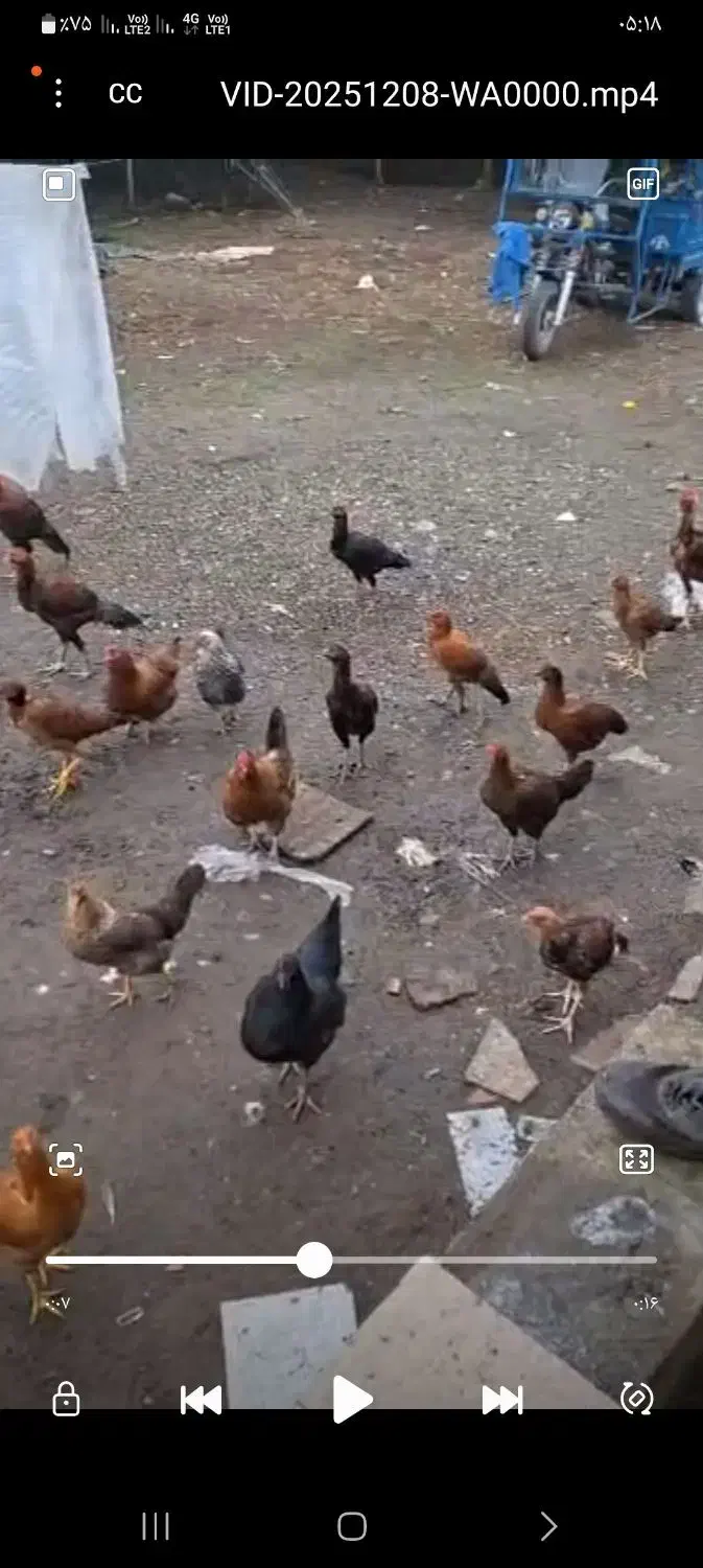 فروش فوری مرغ و خروس اردک غاز|حیوانات مزرعه|لوندویل, |دیوار