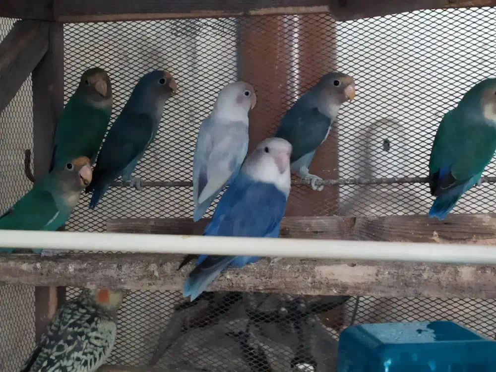 فروش عروس هلندی و طوطی برزیلی|پرنده|جم, |دیوار