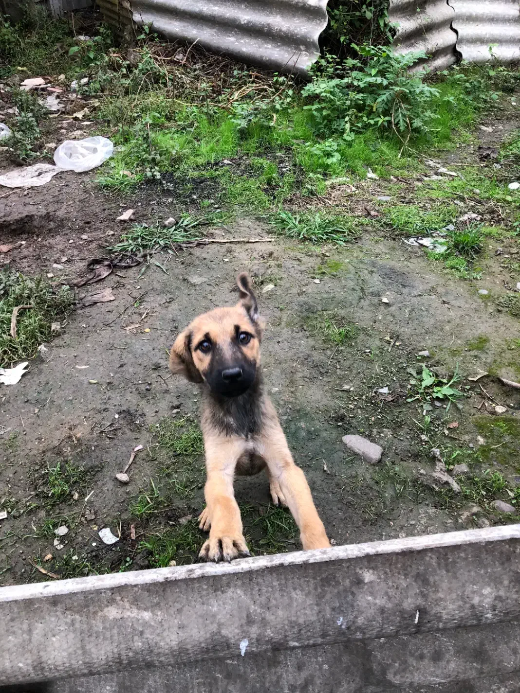 توله سگ نگهبان واگذاری|سگ|رشت, آتشگاه|دیوار